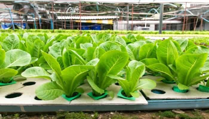 Hydroponic Growing Mediums | UrbanOrganicYield.com
