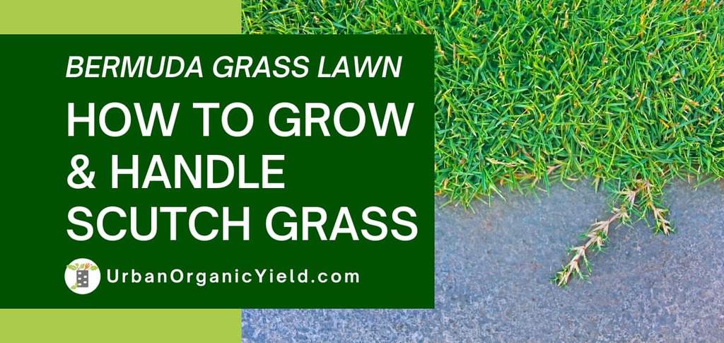 Bermuda-Grass-Lawn-How-To-Grow-Handle-Scutch-Grass