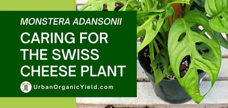 Monstera Adansonii (Swiss Cheese Plant) Care Information ...