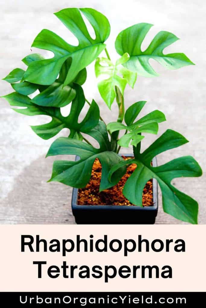14 Types Of Monstera Plant Varieties | UrbanOrganicYield.com