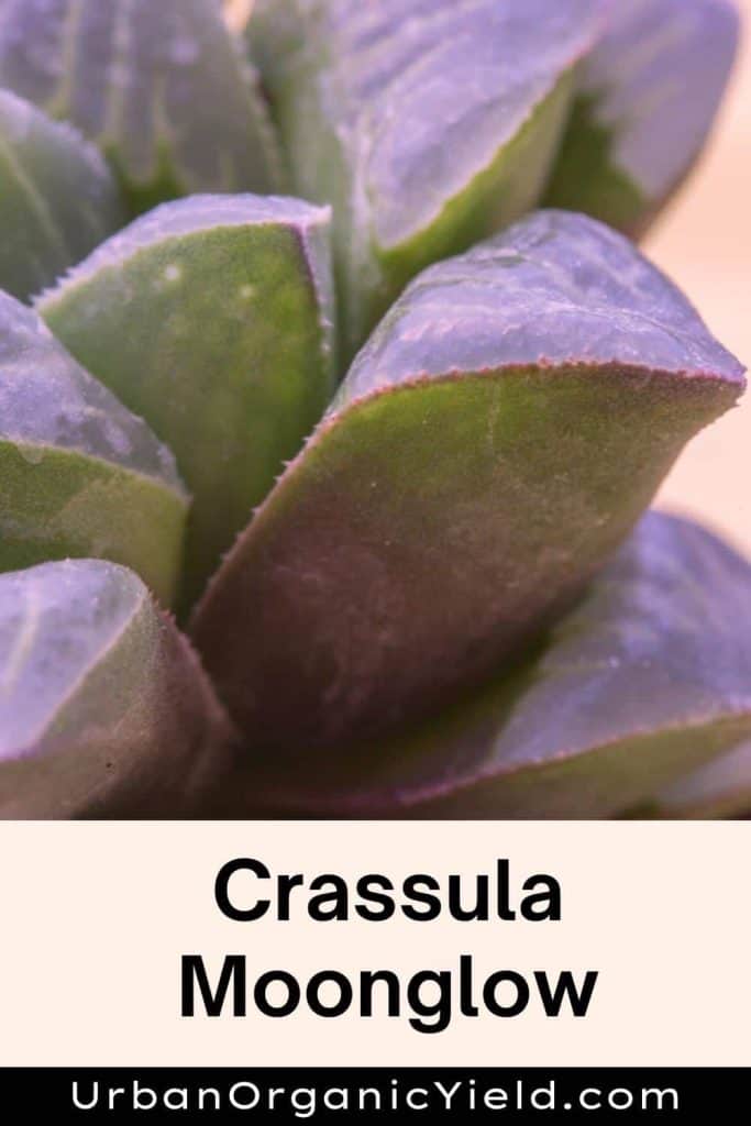 Crassula-Moonglow