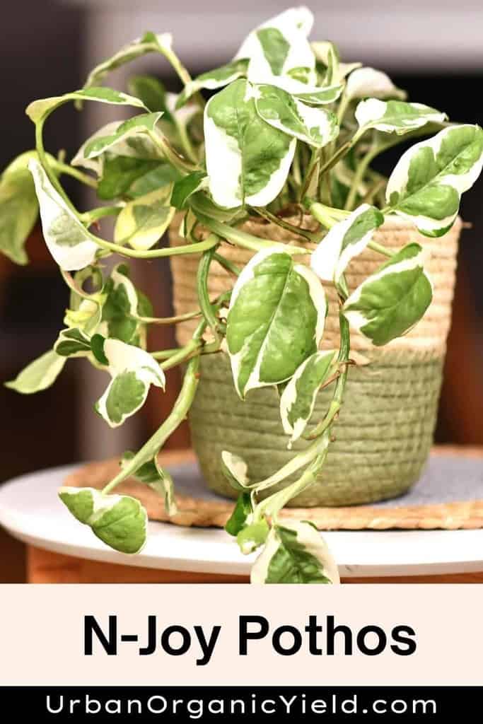 18 Types Of Pothos Plants | UrbanOrganicYield.com