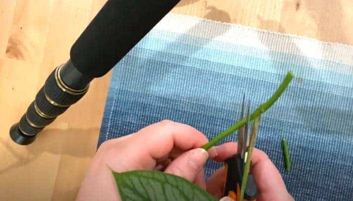 Propagation-Monstera-Siltepecana