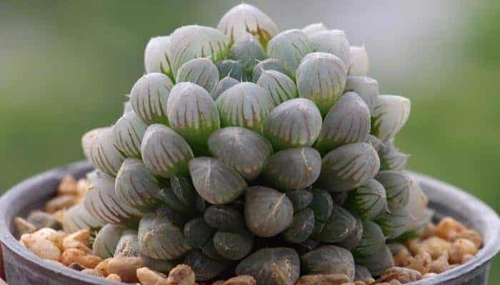 What-Is-Haworthia-Cooperi
