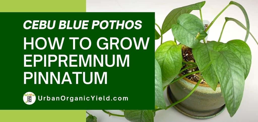 How-To-Grow-Epipremnum-Pinnatum