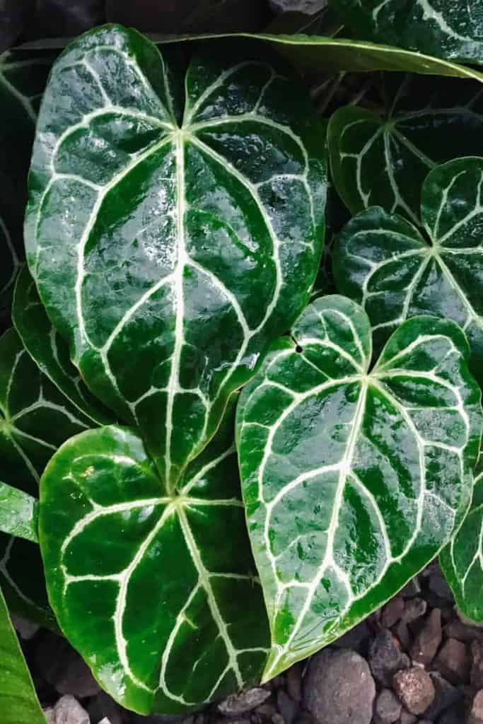 Light-For-Anthurium-Crystallinum