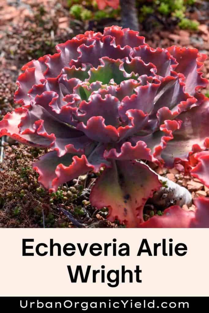 Echeveria-Arlie-Wright