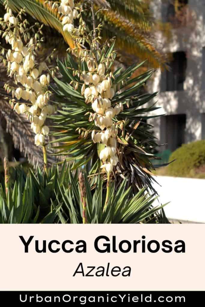 Yucca-Gloriosa