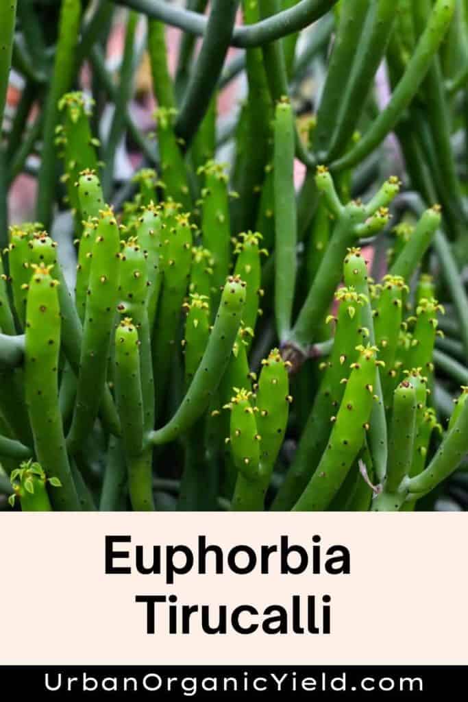 Euphorbia Tirucalli