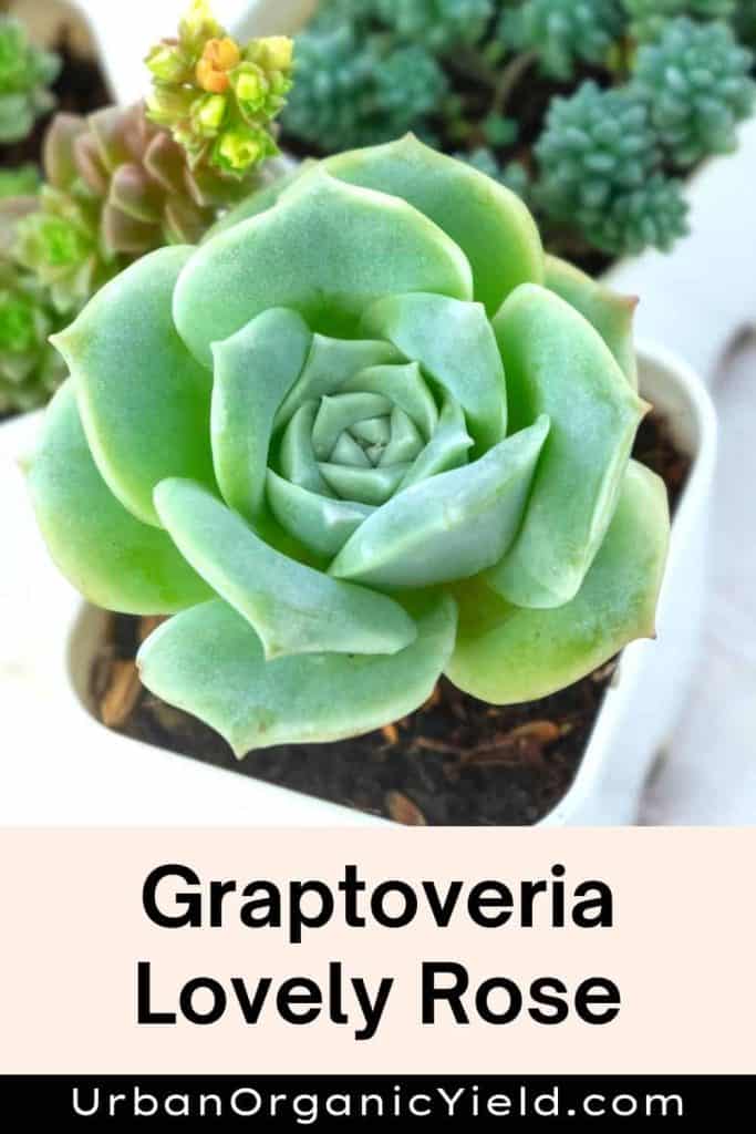 Graptoveria Lovely Rose
