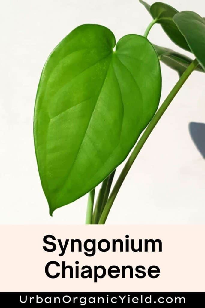 Syngonium Chiapense