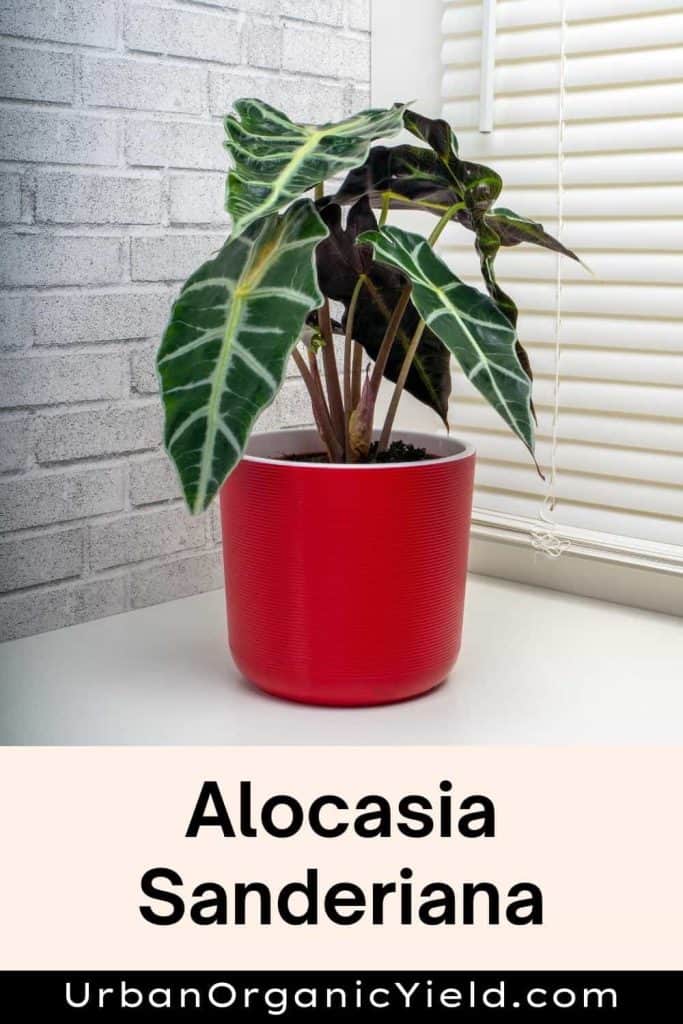 Alocasia-Sanderiana