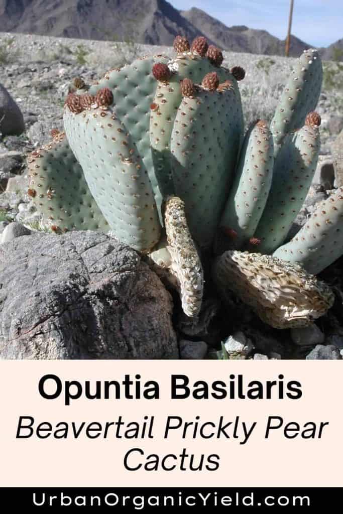Opuntia Basilaris