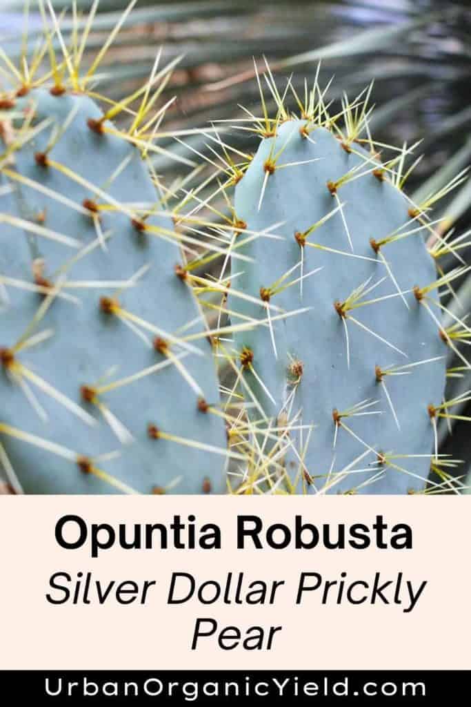 Opuntia Robusta