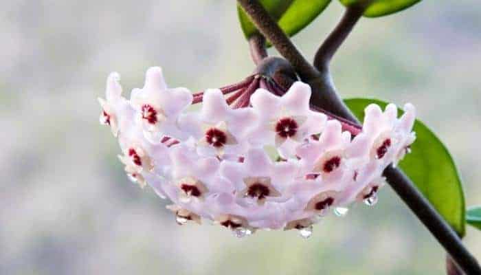 Watering Hoya Carnosa Plants