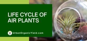 featured image of a post called life cycle of air plants