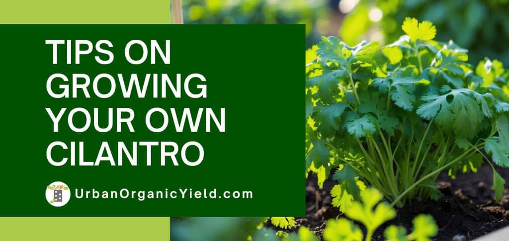 featured image of how to grow cilantro in your own garden